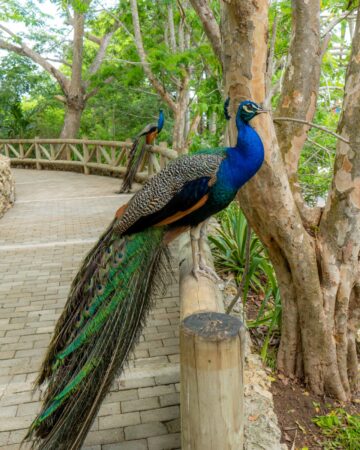 Aviario Nacional de Colombia
